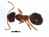  ( - 10BBCHY-3078)  @13 [ ] CreativeCommons - Attribution (2011) CBG Photography Group Centre for Biodiversity Genomics