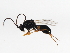  ( - 10BBCHY-3103)  @13 [ ] CreativeCommons - Attribution (2011) CBG Photography Group Centre for Biodiversity Genomics