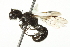  ( - 10BBCHY-3792)  @13 [ ] CreativeCommons - Attribution (2011) CBG Photography Group Centre for Biodiversity Genomics