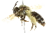  ( - 10BBCHY-3281)  @14 [ ] CreativeCommons - Attribution (2011) CBG Photography Group Centre for Biodiversity Genomics