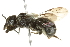  ( - 10BBCHY-3297)  @13 [ ] CreativeCommons - Attribution (2011) CBG Photography Group Centre for Biodiversity Genomics