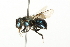  ( - 10BBCHY-3317)  @13 [ ] CreativeCommons - Attribution (2011) CBG Photography Group Centre for Biodiversity Genomics