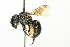  ( - 10BBCHY-3318)  @13 [ ] CreativeCommons - Attribution (2011) CBG Photography Group Centre for Biodiversity Genomics
