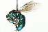  ( - 10BBCHY-3321)  @13 [ ] CreativeCommons - Attribution (2011) CBG Photography Group Centre for Biodiversity Genomics