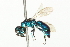  ( - 10BBCHY-3322)  @13 [ ] CreativeCommons - Attribution (2011) CBG Photography Group Centre for Biodiversity Genomics