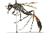  ( - 10BBCHY-3352)  @14 [ ] CreativeCommons - Attribution (2011) CBG Photography Group Centre for Biodiversity Genomics