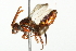  ( - 10BBCHY-3354)  @14 [ ] CreativeCommons - Attribution (2011) CBG Photography Group Centre for Biodiversity Genomics