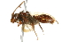  ( - 10BBCHY-3355)  @12 [ ] CreativeCommons - Attribution (2011) CBG Photography Group Centre for Biodiversity Genomics