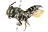  (Megachilini - 10BBCHY-3358)  @16 [ ] CreativeCommons - Attribution (2011) CBG Photography Group Centre for Biodiversity Genomics