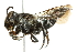  (Coelioxys porterae - 10BBCHY-3359)  @14 [ ] CreativeCommons - Attribution (2011) CBG Photography Group Centre for Biodiversity Genomics