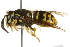  ( - 10BBCHY-3395)  @14 [ ] CreativeCommons - Attribution (2011) CBG Photography Group Centre for Biodiversity Genomics