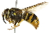  ( - 10BBCHY-3398)  @15 [ ] CreativeCommons - Attribution (2011) CBG Photography Group Centre for Biodiversity Genomics