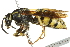  (Vespula infernalis - 10BBCHY-3400)  @14 [ ] CreativeCommons - Attribution (2011) CBG Photography Group Centre for Biodiversity Genomics