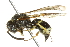  (Ancistrocerus sp. MB-B - 10BBCHY-3415)  @14 [ ] CreativeCommons - Attribution (2011) CBG Photography Group Centre for Biodiversity Genomics