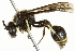  ( - 10BBCHY-3418)  @14 [ ] CreativeCommons - Attribution (2011) CBG Photography Group Centre for Biodiversity Genomics