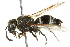  (Ancistrocerus sp. MB-CD - 10BBCHY-3427)  @14 [ ] CreativeCommons - Attribution (2011) CBG Photography Group Centre for Biodiversity Genomics