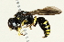  ( - 10BBCHY-3431)  @13 [ ] CreativeCommons - Attribution (2011) CBG Photography Group Centre for Biodiversity Genomics