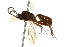  ( - 10BBCHY-3449)  @12 [ ] CreativeCommons - Attribution (2011) CBG Photography Group Centre for Biodiversity Genomics