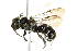  ( - 10BBCHY-3525)  @14 [ ] CreativeCommons - Attribution (2011) CBG Photography Group Centre for Biodiversity Genomics