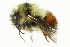  ( - 10BBCHY-3179)  @13 [ ] CreativeCommons - Attribution (2011) CBG Photography Group Centre for Biodiversity Genomics