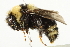  (Bombus insularis - 10BBCHY-3192)  @15 [ ] CreativeCommons - Attribution (2011) CBG Photography Group Centre for Biodiversity Genomics