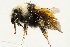  ( - 10BBCHY-3198)  @14 [ ] CreativeCommons - Attribution (2011) CBG Photography Group Centre for Biodiversity Genomics