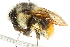  (Bombus mixtus - 10BBCHY-3200)  @15 [ ] CreativeCommons - Attribution (2011) CBG Photography Group Centre for Biodiversity Genomics