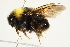  (Bombus occidentalis - 10BBCHY-3201)  @14 [ ] CreativeCommons - Attribution (2011) CBG Photography Group Centre for Biodiversity Genomics