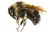  (Bombus sandersoni - 10BBCHY-3203)  @15 [ ] CreativeCommons - Attribution (2011) CBG Photography Group Centre for Biodiversity Genomics
