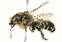  ( - 10BBCHY-3259)  @15 [ ] CreativeCommons - Attribution (2011) CBG Photography Group Centre for Biodiversity Genomics