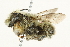  ( - 10BBCHY-3262)  @13 [ ] CreativeCommons - Attribution (2011) CBG Photography Group Centre for Biodiversity Genomics