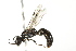  ( - 10BBCHY-3531)  @14 [ ] CreativeCommons - Attribution (2011) CBG Photography Group Centre for Biodiversity Genomics