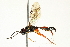  (Cubocephalus insidiator - 10BBCHY-3695)  @15 [ ] CreativeCommons - Attribution (2011) CBG Photography Group Centre for Biodiversity Genomics