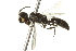  ( - 10BBCHY-3771)  @13 [ ] CreativeCommons - Attribution (2011) CBG Photography Group Centre for Biodiversity Genomics