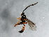  ( - 08BBHYM-1188)  @13 [ ] CreativeCommons - Attribution (2009) Unspecified Centre for Biodiversity Genomics
