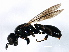  (Crossocerus leucostoma - 08BBHYM-1263)  @15 [ ] CreativeCommons - Attribution (2009) Unspecified Centre for Biodiversity Genomics