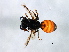  ( - 08BBHYM-1275)  @12 [ ] CreativeCommons - Attribution (2009) Unspecified Centre for Biodiversity Genomics