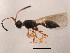  ( - PCPP10-0519)  @13 [ ] CreativeCommons - Attribution (2011) CBG Photography Group Centre for Biodiversity Genomics