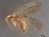  (Hemerobius azoricus - BGE_00577_D02)  @11 [ ] Creative Commons Attribution NonCommercial ShareAlike (2024) (2024) Research Center in Biodiversity and Genetic Resources Research Center in Biodiversity and Genetic Resources