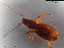  (Pseudanchomenus - BGE_00577_H05)  @11 [ ] Creative Commons Attribution NonCommercial ShareAlike (2024) (2024) Research Center in Biodiversity and Genetic Resources Research Center in Biodiversity and Genetic Resources