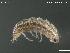  (Proporcellio - BGE_00583_C09)  @11 [ ] Creative Commons Attribution NonCommercial ShareAlike (2023) (2024) Research Center in Biodiversity and Genetic Resources Research Center in Biodiversity and Genetic Resources