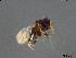  (Ageniaspis fuscicollis - BGE_00595_C06)  @11 [ ] Creative Commons Attribution NonCommercial ShareAlike (2024) (2024) Research Center in Biodiversity and Genetic Resources Research Center in Biodiversity and Genetic Resources