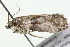  ( - 09BBLEP-04546)  @13 [ ] CreativeCommons - Attribution (2009) Unspecified Centre for Biodiversity Genomics