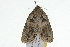  ( - 09BBLEP-04605)  @13 [ ] CreativeCommons - Attribution (2009) Unspecified Centre for Biodiversity Genomics