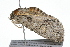  ( - 09BBLEP-04659)  @13 [ ] CreativeCommons - Attribution (2009) Unspecified Centre for Biodiversity Genomics