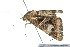  ( - 09BBLEP-04690)  @11 [ ] CreativeCommons - Attribution (2009) Unspecified Centre for Biodiversity Genomics