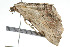  ( - 09BBLEP-04751)  @12 [ ] CreativeCommons - Attribution (2009) Unspecified Centre for Biodiversity Genomics