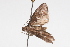  ( - 09BBLEP-04772)  @12 [ ] CreativeCommons - Attribution (2009) Unspecified Centre for Biodiversity Genomics