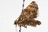  ( - 09BBLEP-04836)  @12 [ ] CreativeCommons - Attribution (2009) Unspecified Centre for Biodiversity Genomics