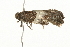  ( - 09BBELE-0662)  @12 [ ] CreativeCommons - Attribution (2009) Unspecified Centre for Biodiversity Genomics